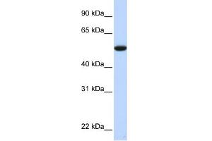 C9ORF43 antibody used at 1 ug/ml to detect target protein. (C9orf43 anticorps  (Middle Region))