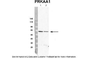 Sample Type: rat hepatocyte (50ug)Priamry Dilution: 1:4000Secondary Antibody: Donkey anti-Rabbit HRPSecondary Dilution: 1:10,000Image Submitted By: Dustin Singer,INRA/AgroParistech
