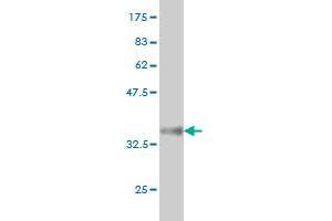 Western Blot detection against Immunogen (36.