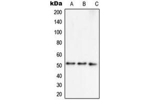 Western blot analysis of Septin 7 expression in MCF7 (A), HepG2 (B), NIH3T3 (C) whole cell lysates.