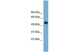 WB Suggested Anti-PSMD12  Antibody Titration: 0. (PSMD12 anticorps  (N-Term))