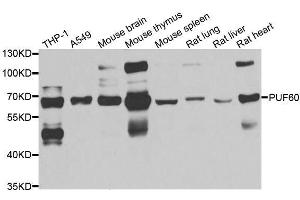 Western blot analysis of extracts of various cell lines, using PUF60 antibody. (PUF60 anticorps  (AA 243-542))