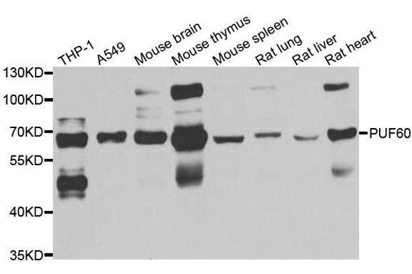 PUF60 Antikörper  (AA 243-542)
