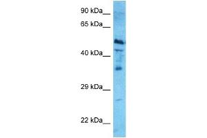 Host:  Rabbit  Target Name:  NR1H4  Sample Type:  HepG2 Whole Cell lysates  Antibody Dilution:  0. (NR1H4 anticorps  (Middle Region))