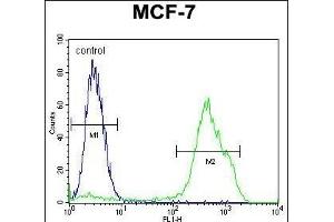 RNF19B Antibody (Center) (ABIN655130 and ABIN2844757) flow cytometric analysis of MCF-7 cells (right histogram) compared to a negative control cell (left histogram). (RNF19B anticorps  (AA 369-398))