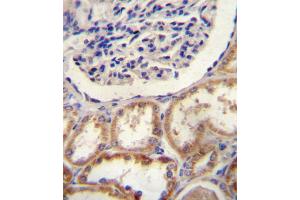 HtrA1 Antibody immunohistochemistry analysis in formalin fixed and paraffin embedded human kidney tissue followed by peroxidase conjugation of the secondary antibody and DAB staining. (HTRA1 anticorps  (N-Term))