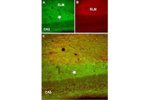 Expression of GABA(B) receptor 2 in mouse hippocampus - Immunohistochemical staining of mouse hippocampus frozen sections using Anti-GABA(B) R2 Antibody (ABIN7043196 and ABIN7044321) ), (1:100).