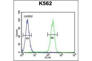 Flow Cytometric analysis of K562 cells (right histogram) compared to a negative control cell (left histogram) using RPL27A Antibody (C-term) Cat. (RPL27A anticorps  (C-Term))