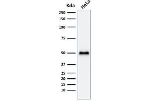 Western Blot Analysis of HeLa cell lysate using p53 Recombinant Rabbit Monoclonal Antibody (TP53/1799R). (Recombinant p53 anticorps)
