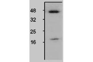 Image no. 1 for anti-Caspase 1 (CASP1) antibody (ABIN187803) (Caspase 1 anticorps)