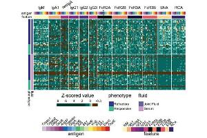 Systems serology profiling with Borrelia-specific antigens reveals patient heterogeneity.