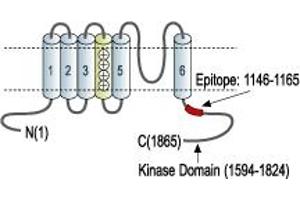 Representative domain view of the target of ABIN7043836.