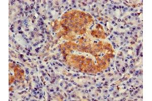 Immunohistochemistry of paraffin-embedded human pancreatic tissue using ABIN7154672 at dilution of 1:100 (GNG4 anticorps  (AA 1-72))