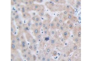 IHC-P analysis of Human Tissue, with DAB staining. (FGF2 anticorps  (AA 159-288))