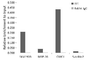 Chromatin immunoprecipitation analysis of extracts of 293T cells, using YY1 antibody (ABIN6128933, ABIN6150354, ABIN6150356 and ABIN6216742) and rabbit IgG. (YY1 anticorps  (AA 1-200))