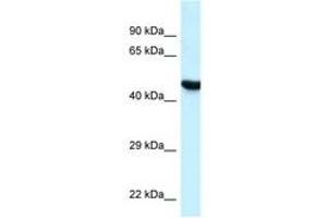 Image no. 1 for anti-Hyaluronidase-3 (HYAL3) (C-Term) antibody (ABIN6747546) (HYAL3 anticorps  (C-Term))