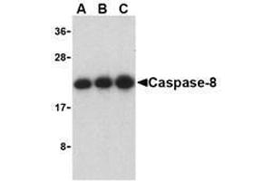 Western blot analysis of caspase-8 in Jurkat cell lysate with AP30203PU-N caspase-8 antibody at (A) 0. (Caspase 8 anticorps  (C-Term))