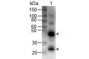 Western Blot of Rabbit anti-Human IgG (H&L) Antibody Biotin Conjugated Lane 1: Human IgG Load: 50 ng per lane Primary antibody: Human IgG (H&L) Antibody Biotin Conjugated at 1:1000 for 60 min RT Secondary antibody: HRP Conjugated Streptavidin at 1:40,000 for 30 min at RT Block: ABIN925618 for 30 min at RT