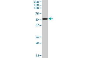 PKNOX2 MaxPab polyclonal antibody.