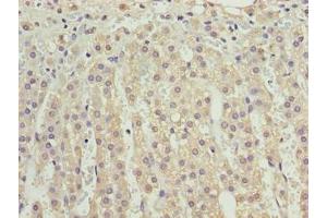 Immunohistochemistry of paraffin-embedded human adrenal gland tissue using ABIN7175208 at dilution of 1:100 (VISTA anticorps  (AA 37-194))