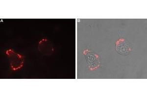 Expression of Nrxn1α in rat PC12 cells - Cell surface detection of Nrxn1α in intact living rat pheochromocytoma (PC12) cells. (Neurexin 1 anticorps  (Extracellular, N-Term))