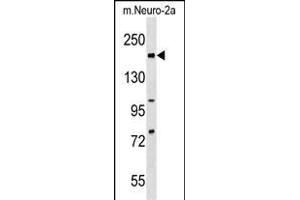 Mouse Rad50 Antibody (C-term) (ABIN1537647 and ABIN2838236) western blot analysis in mouse Neuro-2a cell line lysates (35 μg/lane). (RAD50 anticorps  (C-Term))
