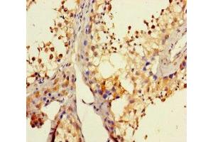Immunohistochemistry of paraffin-embedded human testis tissue using ABIN7164380 at dilution of 1:100