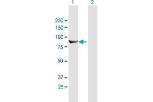 Western Blot analysis of HOOK1 expression in transfected 293T cell line by HOOK1 MaxPab polyclonal antibody. (HOOK1 anticorps  (AA 1-728))
