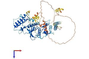 AlphaFold protein structure predicition of Mouse Recombinant Riok2 Protein, UniprotID Q9CQS5