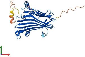 AlphaFold protein structure predicition of Human Recombinant TIPRL Protein, UniprotID O75663