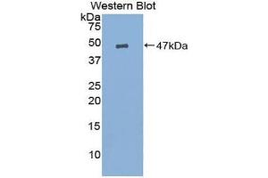 Western blot analysis of the recombinant protein.