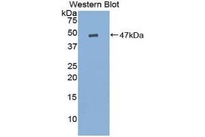 Western blot analysis of the recombinant protein. (Prostaglandin E Synthase anticorps  (AA 21-148))