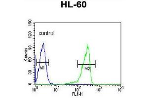 CAPN3 Antibody (C-term) flow cytometric analysis of HL-60 cells (right histogram) compared to a negative control cell (left histogram). (Calpain 3 anticorps  (C-Term))