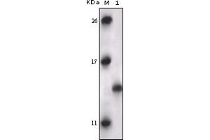 Western Blotting (WB) image for anti-Mitogen-Activated Protein Kinase-Activated Protein Kinase 5 (MAPKAPK5) (truncated) antibody (ABIN2464093) (MAPKAP Kinase 5 anticorps  (truncated))