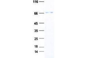 Validation with Western Blot