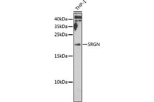 Western blot analysis of extracts of THP-1 cells, using SRGN antibody (ABIN6132571, ABIN6148441, ABIN6148443 and ABIN6222700) at 1:1000 dilution. (SRGN anticorps  (AA 28-158))
