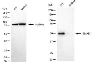 Western blotting analysis using SMAD1 antibody (ABIN7800366).