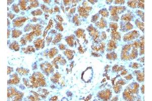 FFPE human pancreas tested with Lactadherin antibody (EDM45) (MFGE8 anticorps)