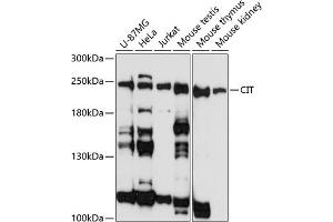Western blot analysis of extracts of various cell lines, using CIT antibody (ABIN1679238, ABIN3017961, ABIN3017962 and ABIN6220322) at 1:3000 dilution. (CIT anticorps  (AA 1000-1300))
