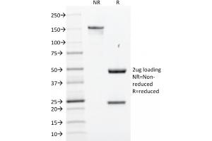 SDS-PAGE Analysis Purified SOX2 Mouse Monoclonal Antibody (SOX2/1791).