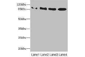 Western blot All lanes: TAS1R3 antibody at 1. (TAS1R3 anticorps  (AA 400-570))