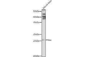Western blot analysis of extracts of Mouse brain , using Bax antibody (ABIN3020682, ABIN3020683, ABIN3020684, ABIN1512622 and ABIN6213665) at 1:1000 dilution. (BAX anticorps  (AA 1-100))