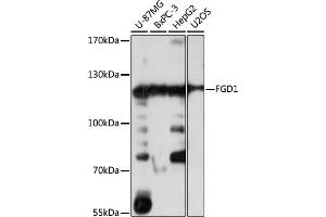 Western blot analysis of extracts of various cell lines, using FGD1 antibody (ABIN7267284) at 1:1000 dilution. (FGD1 anticorps  (AA 700-800))
