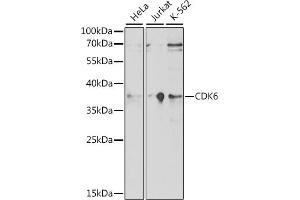 Western blot analysis of extracts of various cell lines, using CDK6 antibody (ABIN7266595) at 1:1000 dilution. (CDK6 anticorps  (AA 1-326))