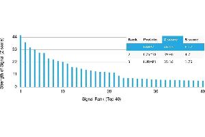 Protein Array (PAr) image for anti-Fatty Acid Binding Protein 7, Brain (FABP7) antibody (ABIN7455982)