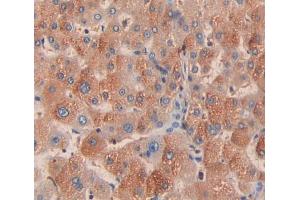 Used in DAB staining on fromalin fixed paraffin- embedded Kidney tissue (Fibrillin 1 anticorps  (AA 2727-2835))
