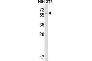 Western blot analysis of FKBP9 antibody (C-term) in mouse NIH-3T3 tissue lysates (35 µg/lane). (FKBP9 anticorps  (C-Term))
