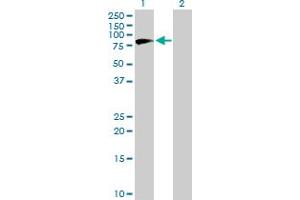 Western Blot analysis of NVL expression in transfected 293T cell line by NVL MaxPab polyclonal antibody. (NVL anticorps  (AA 1-659))