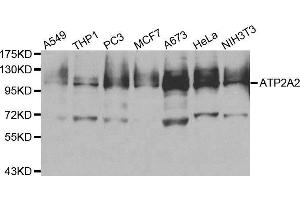 Western blot analysis of extracts of various cell lines, using ATP2A2 antibody. (ATP2A2 anticorps  (AA 111-253))