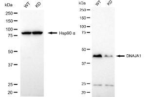 anti-DnaJ (Hsp40) Homolog, Subfamily A, Member 1 (DNAJA1) antibody